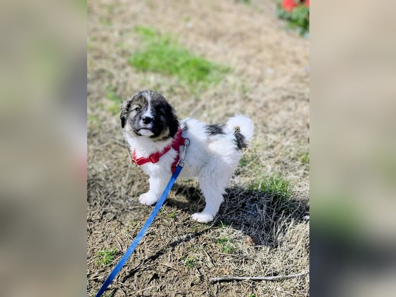 Arlo wünscht sich ein großes Körbchen