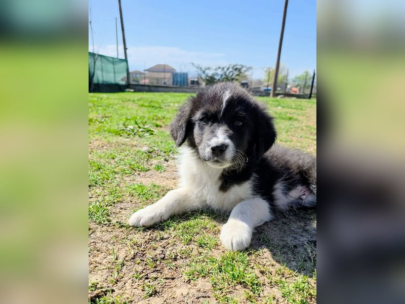 Pepe ist "ready to go" für sein Forever Home