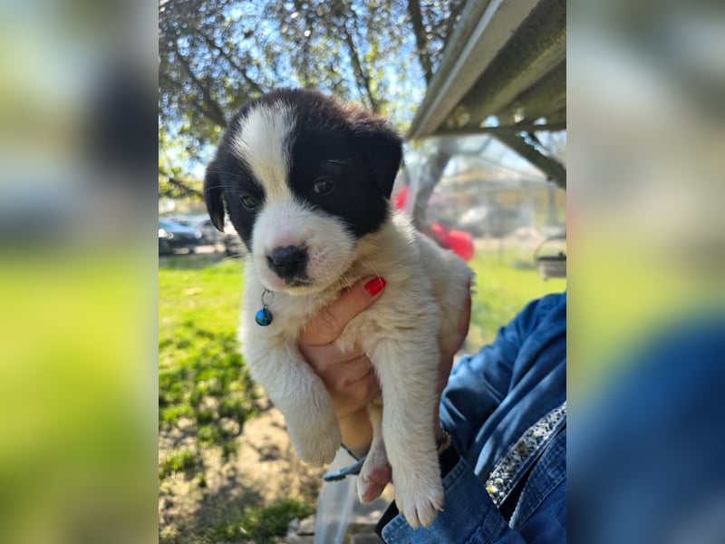 Panta sucht sein Forever Home