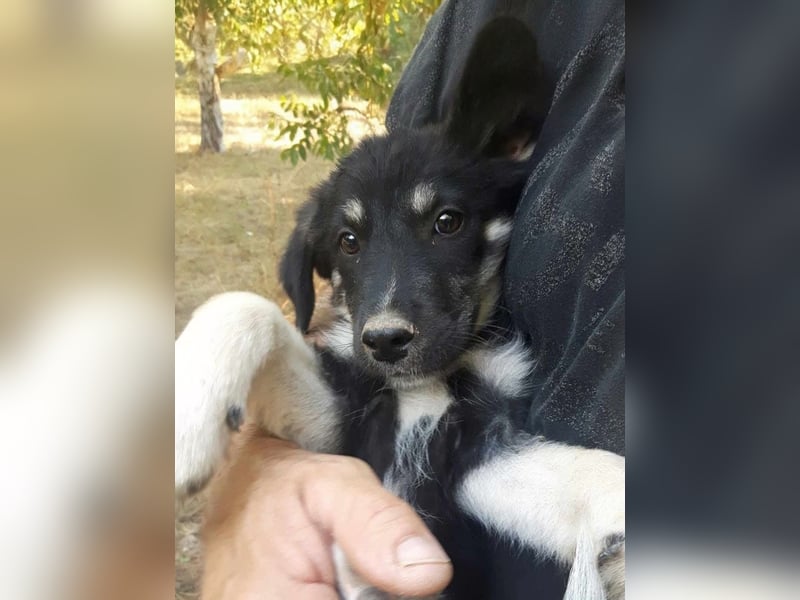 Rosie hat ein großes Herz ❤️