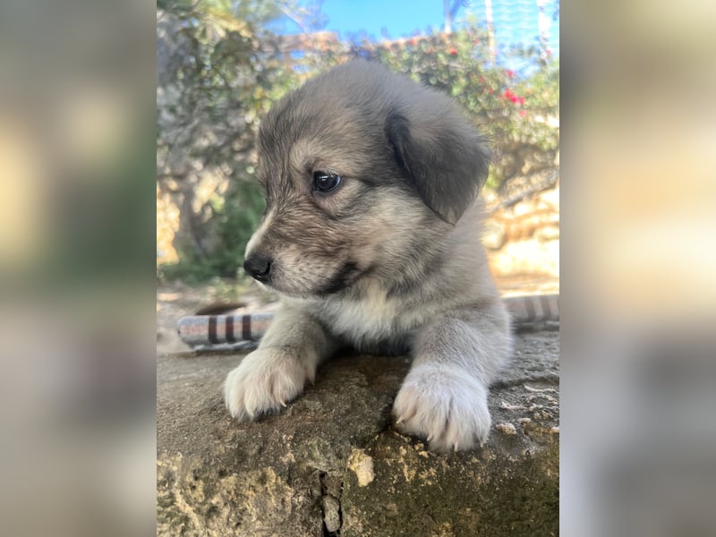 Tonic, der kleine Herzensbrecher sucht sein großes Glück
