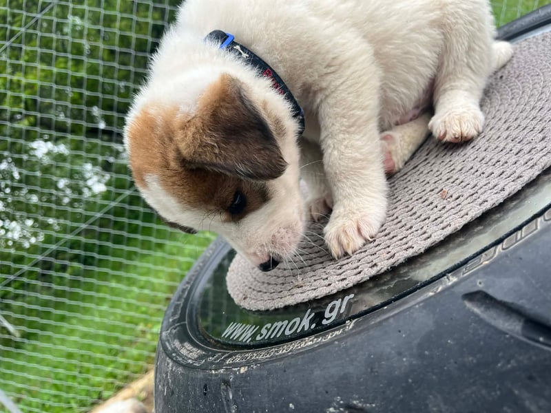 Thanos möchte bei seinen Menschen ankommen