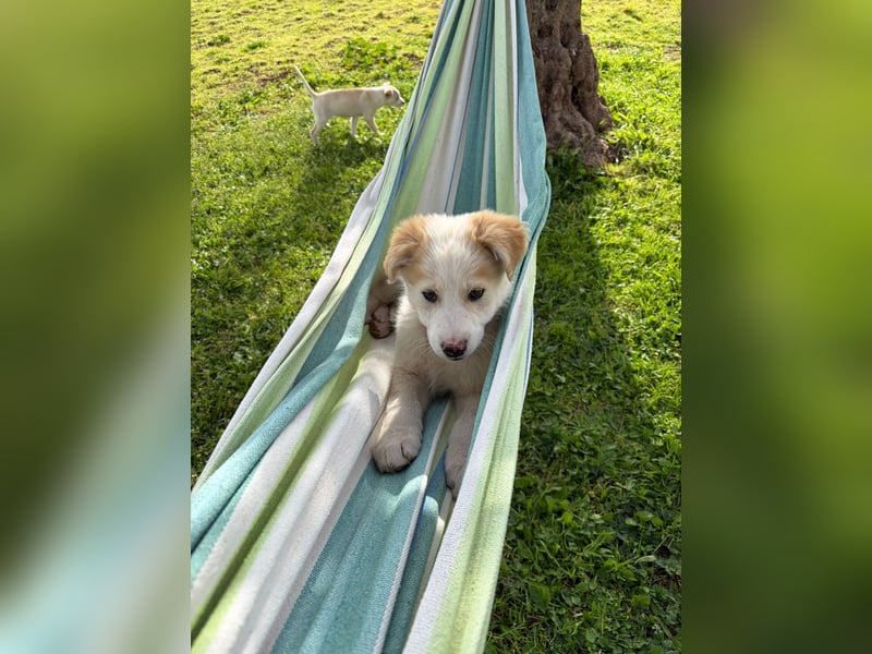 MOSES – gerettet, verspielt und bereit für sein Glück