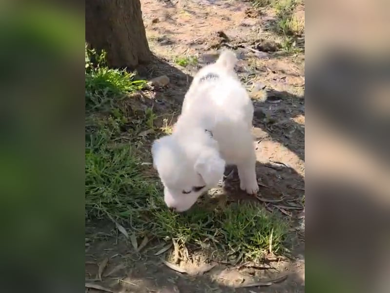 Dami wünscht sich ein liebevolles Zuhause
