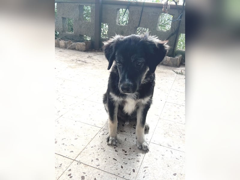 Iago – kleiner Hundejunge auf der Suche nach einem großen Leben