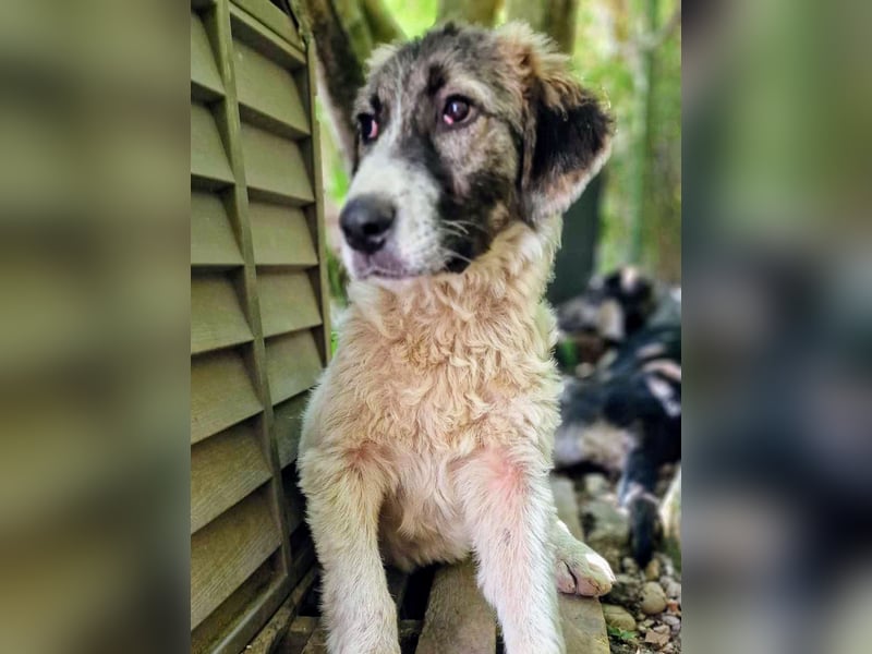 Vasili, ein großer Schelm möchte geliebt werden.