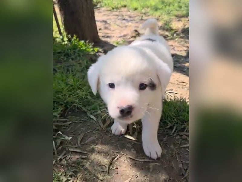 Dami wünscht sich ein liebevolles Zuhause