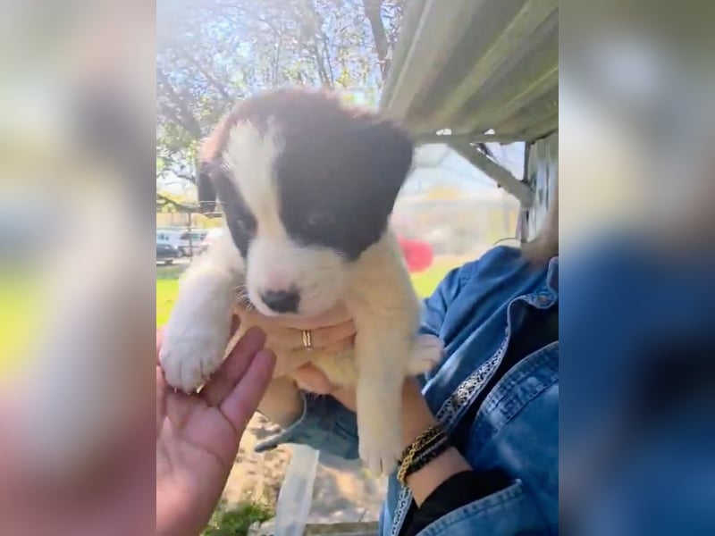 Panta sucht sein Forever Home