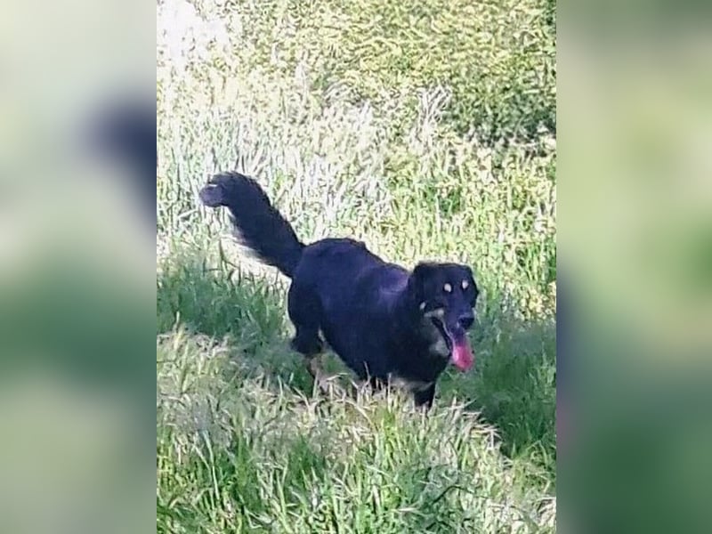 Rosie hat ein großes Herz ❤️