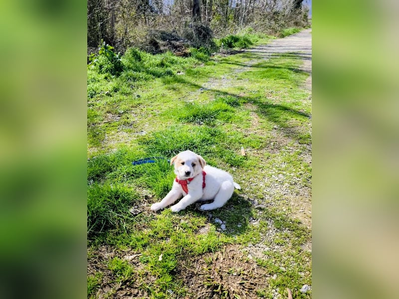 Ash sucht seine Menschen