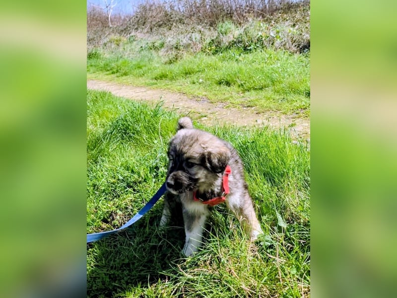 Ayla sucht ihr Für-immer-Zuhause