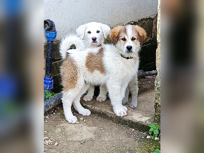 MOSES – gerettet, verspielt und bereit für sein Glück