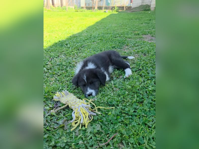 Pepe ist "ready to go" für sein Forever Home