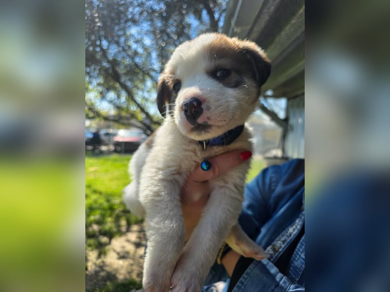 Thanos möchte bei seinen Menschen ankommen