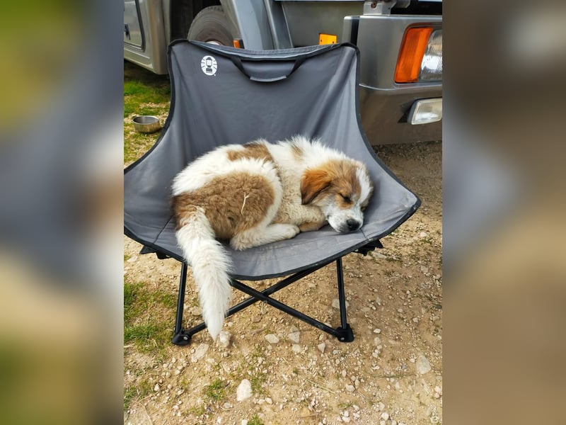 MOSES – gerettet, verspielt und bereit für sein Glück