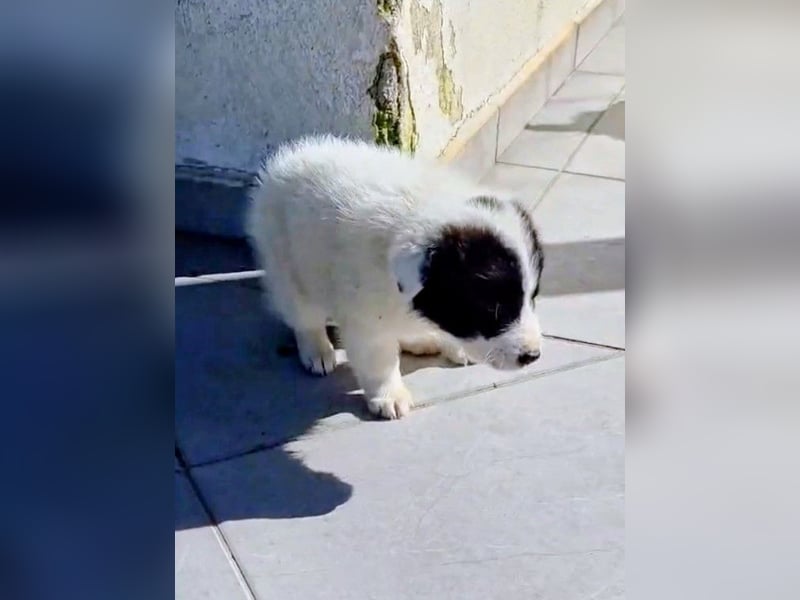 Kiran wünscht sich ein liebevolles Zuhause