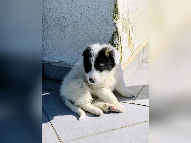 Kiran wünscht sich ein liebevolles Zuhause