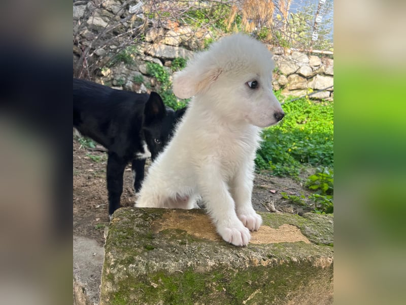 Nino – der kleine Kerl, der einmal groß wird, sucht seine Familie