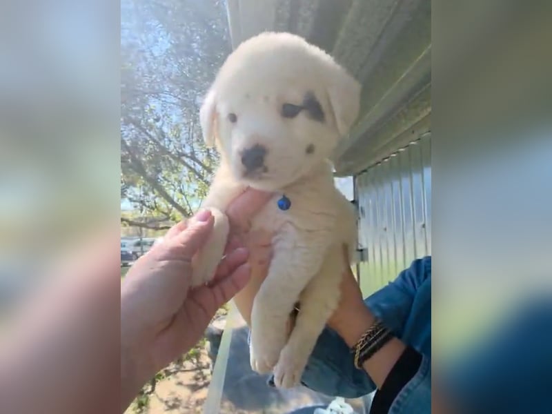 Dami wünscht sich ein liebevolles Zuhause