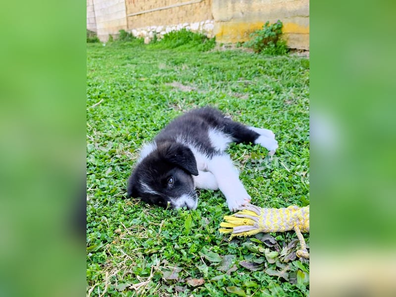 Pepe ist "ready to go" für sein Forever Home