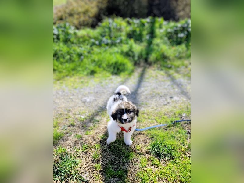 Arlo wünscht sich ein großes Körbchen