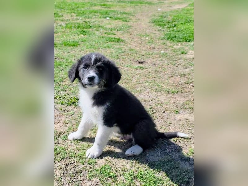 Pepe ist "ready to go" für sein Forever Home