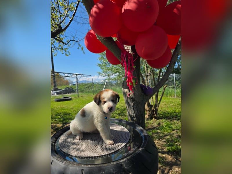 Thanos möchte bei seinen Menschen ankommen