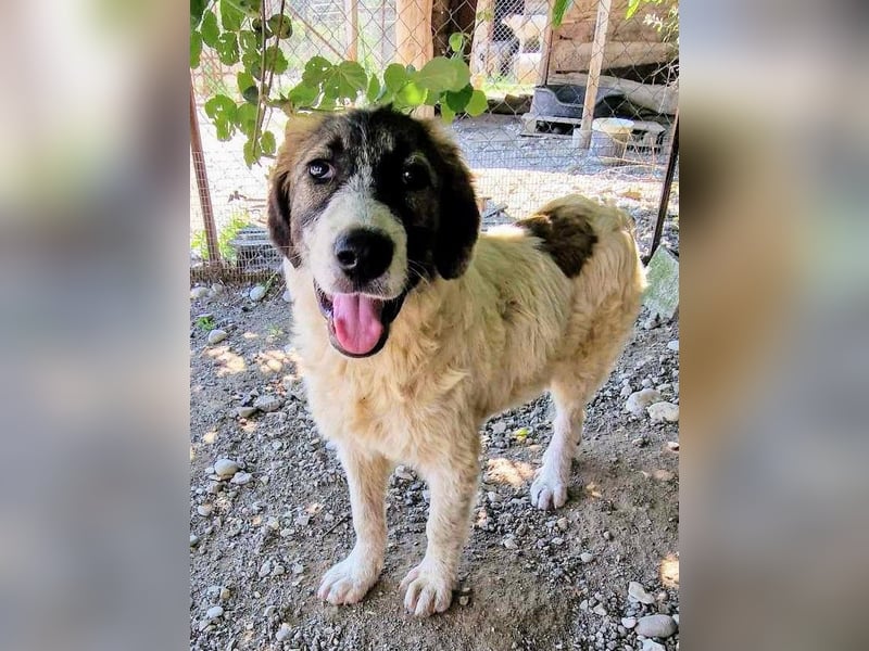 Vasili, ein großer Schelm möchte geliebt werden.