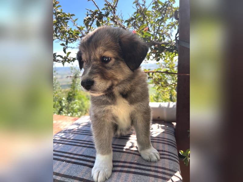 Tonic, der kleine Herzensbrecher sucht sein großes Glück