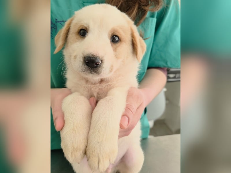 Ash sucht seine Menschen