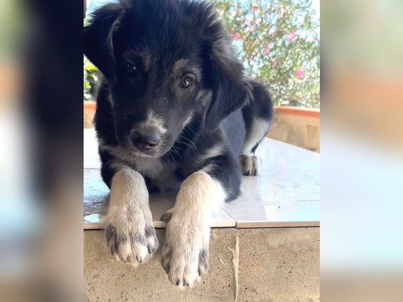 Iago – kleiner Hundejunge auf der Suche nach einem großen Leben