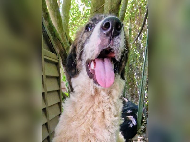 Vasili, ein großer Schelm möchte geliebt werden.