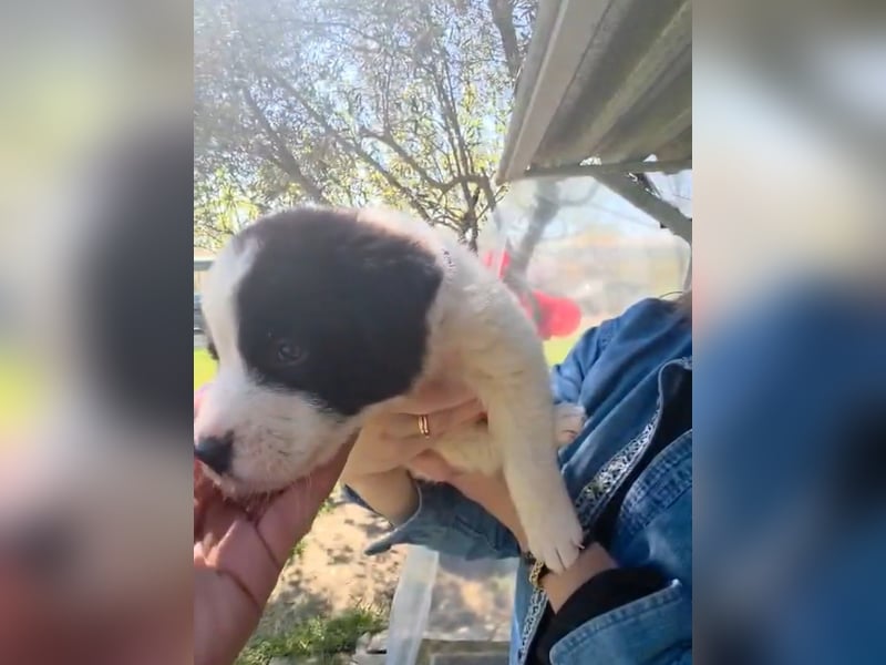 Panta sucht sein Forever Home