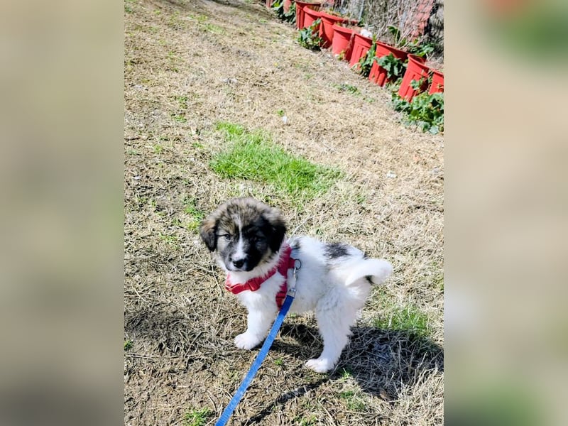 Arlo wünscht sich ein großes Körbchen