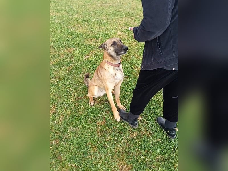 Ass sucht ein aktives Zuhause