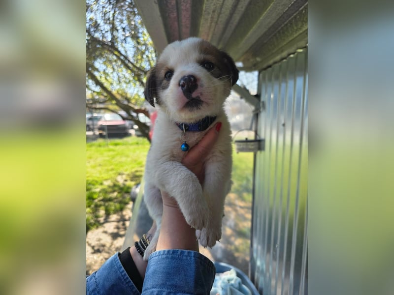 Thanos möchte bei seinen Menschen ankommen