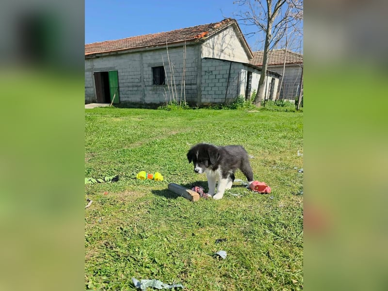 Pepe ist "ready to go" für sein Forever Home