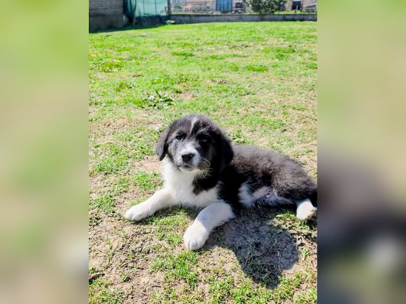 Pepe ist "ready to go" für sein Forever Home