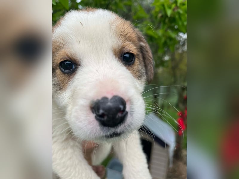 Thanos möchte bei seinen Menschen ankommen