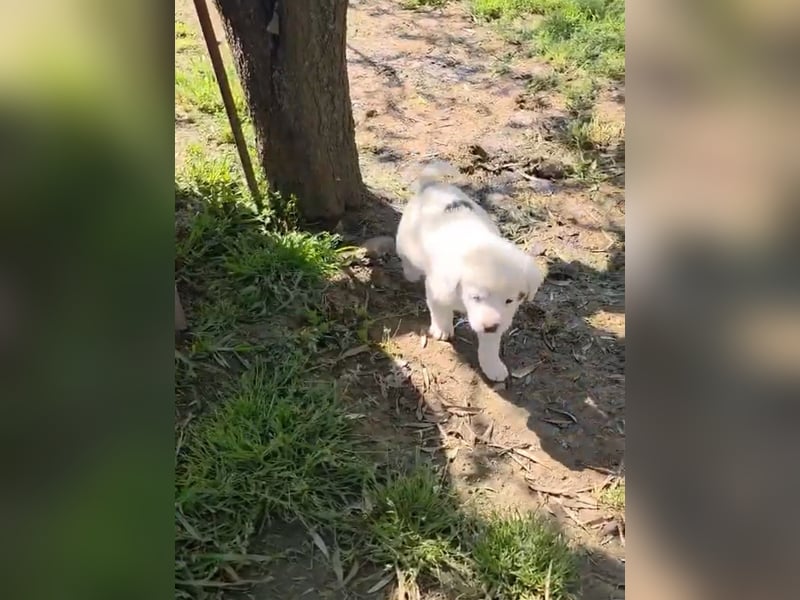 Dami wünscht sich ein liebevolles Zuhause