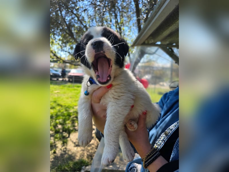 Panta sucht sein Forever Home