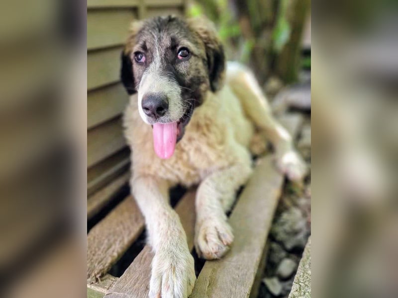 Vasili, ein großer Schelm möchte geliebt werden.