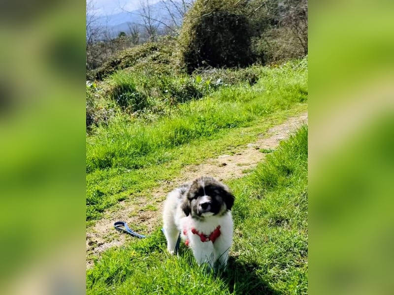 Arlo wünscht sich ein großes Körbchen