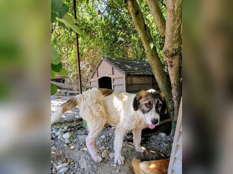 Vasili, ein großer Schelm möchte geliebt werden.