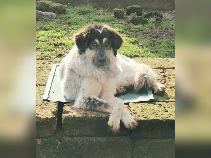 Marzio – Ein fantastischer Begleiter mit großem Herz sucht sein Zuhause