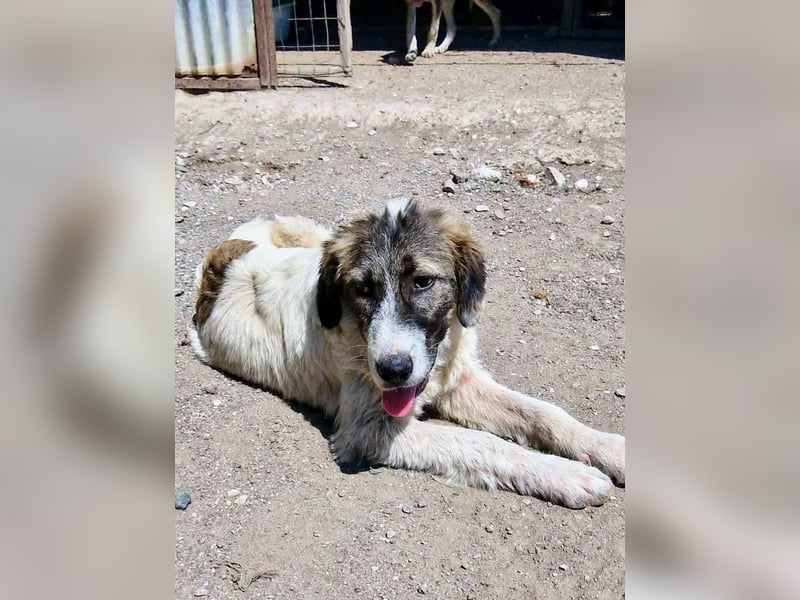 Vasili, ein großer Schelm möchte geliebt werden.
