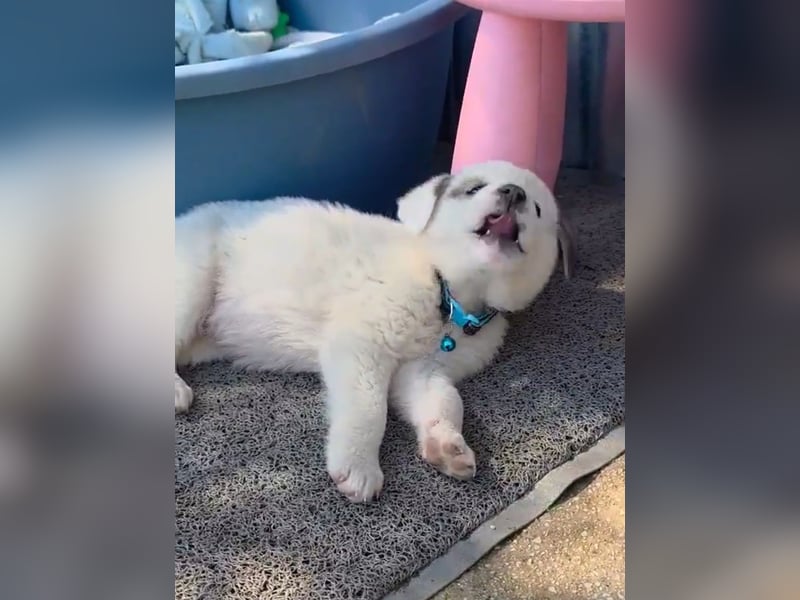 Kosmas möchte die Welt entdecken