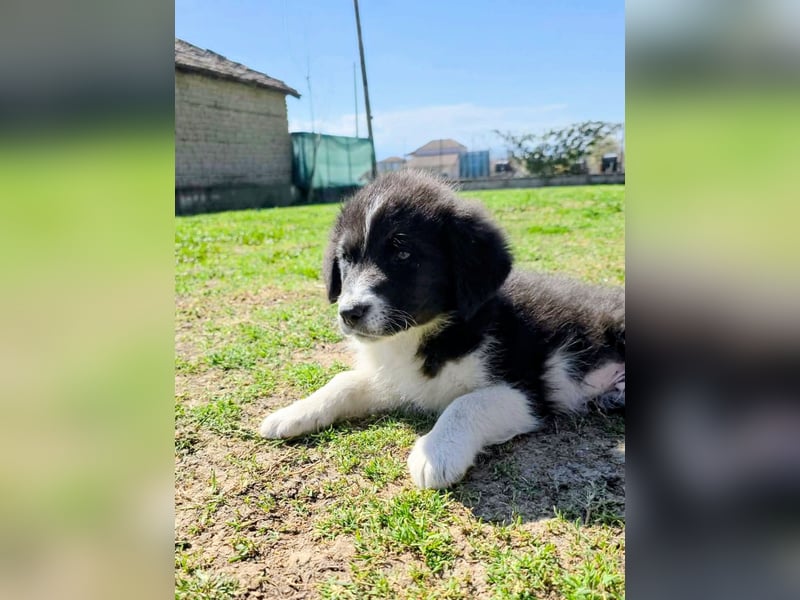 Pepe ist "ready to go" für sein Forever Home