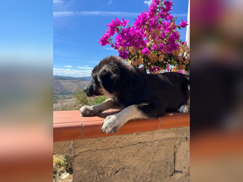 Iago – kleiner Hundejunge auf der Suche nach einem großen Leben