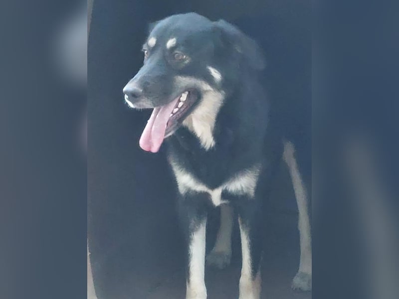 Rosie hat ein großes Herz ❤️